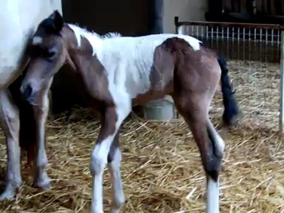 pouliche de Shiloh dream : 5 h de vie