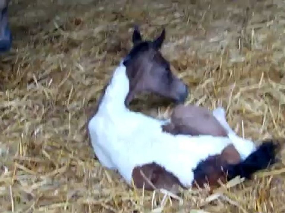 Pouliche de Shiloh dream qui se couche