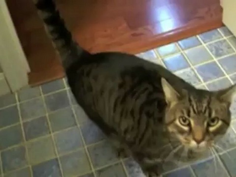 Un chat bien dressé