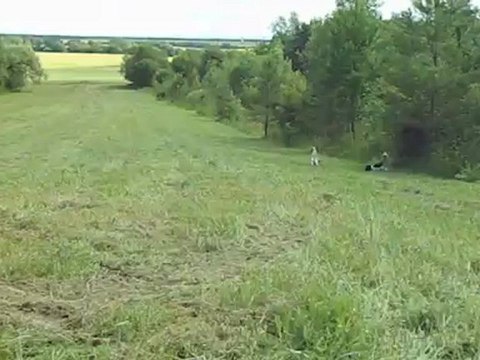 CAVALIER KING CHARLES SEVIJEAN'S