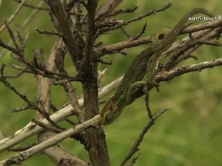 Chameleon's tongue snatches fly