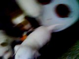 Vidéo 3 de Staffordshire Bull Terrier dit staffie
