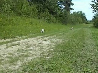 CAVALIER KING CHARLES SEVIJEAN'S 2012