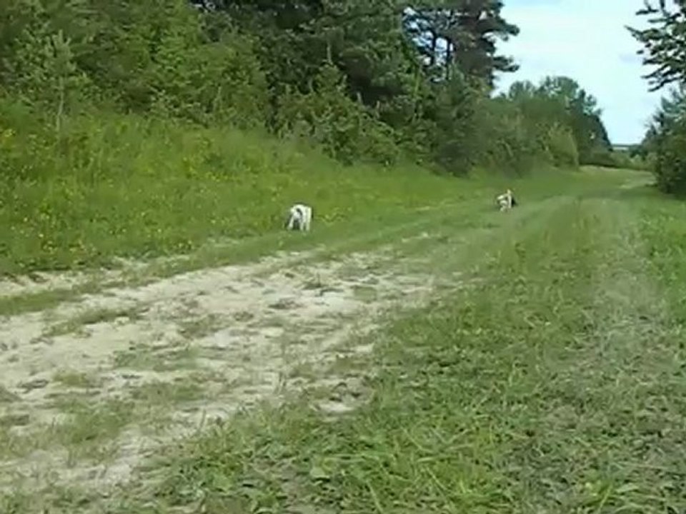 CAVALIER KING CHARLES SEVIJEAN'S 2012