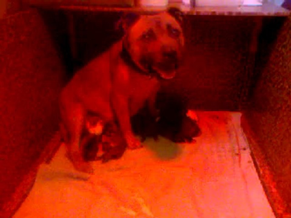 Vidéo 1. Staffordshire bull terrier dit staffie
