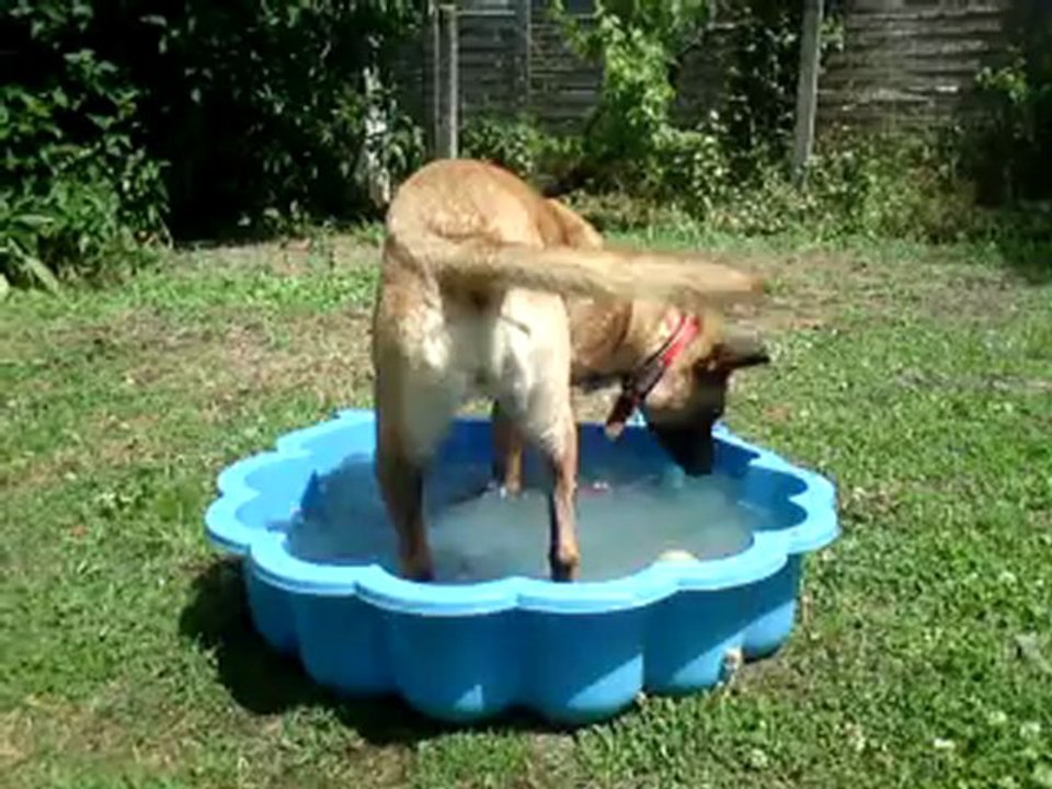 Gala dans son bac d'eau