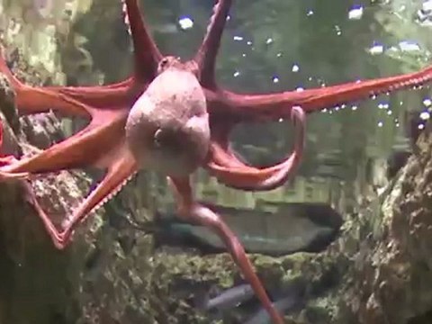 De Nene à Makelele, tous avec Pierre le Poulpe !