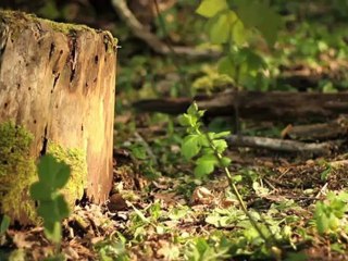 La vie secrete des sous-bois