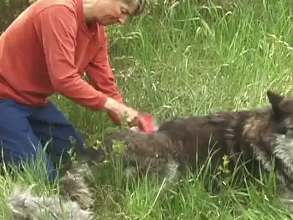 True Wolf