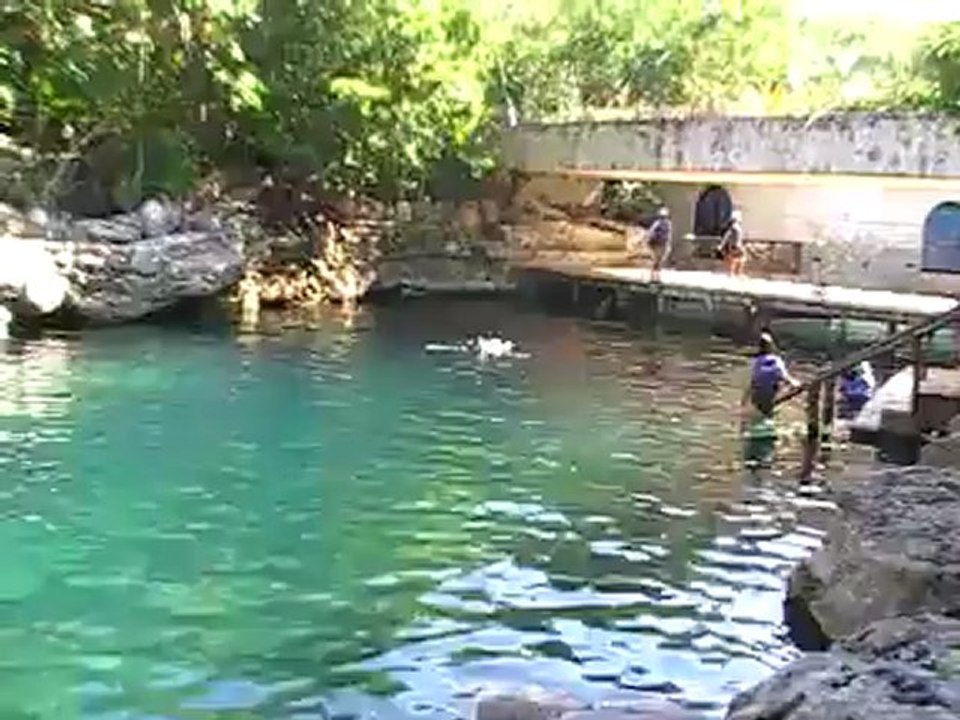 Delfin schwimmen in Mexiko Playa del Carmen www.Fella.de