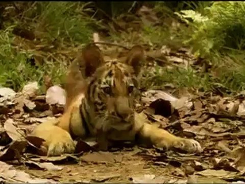 Bande Annonce - Deux frères.