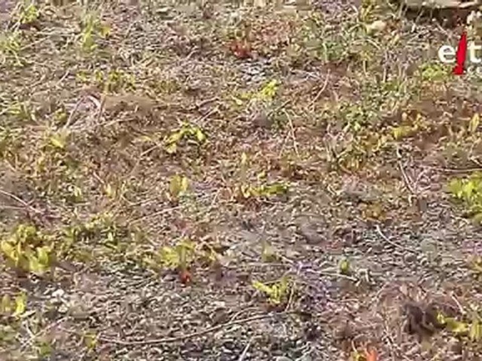 Dando de comer a un chimango. El Conquis, backstage