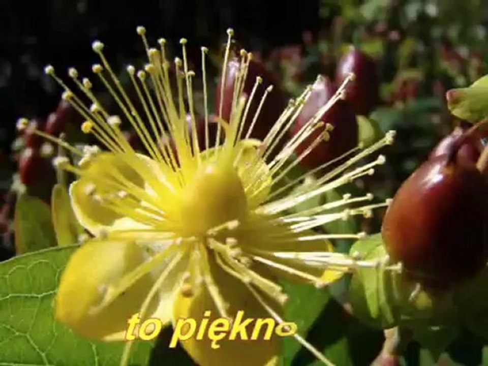 Zaproszenie na spacer