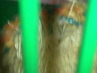 cria de passerina ciris