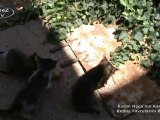 Kerim Hoca'nın Karabiber Kedisi Yavrularını Besliyor