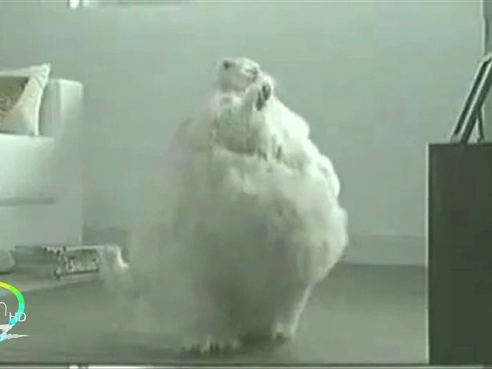 Fat Cat dancing