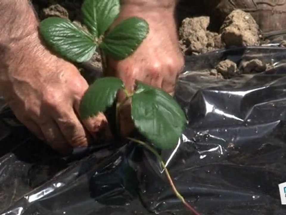 Comment planter des fraisiers ? (partie 2)