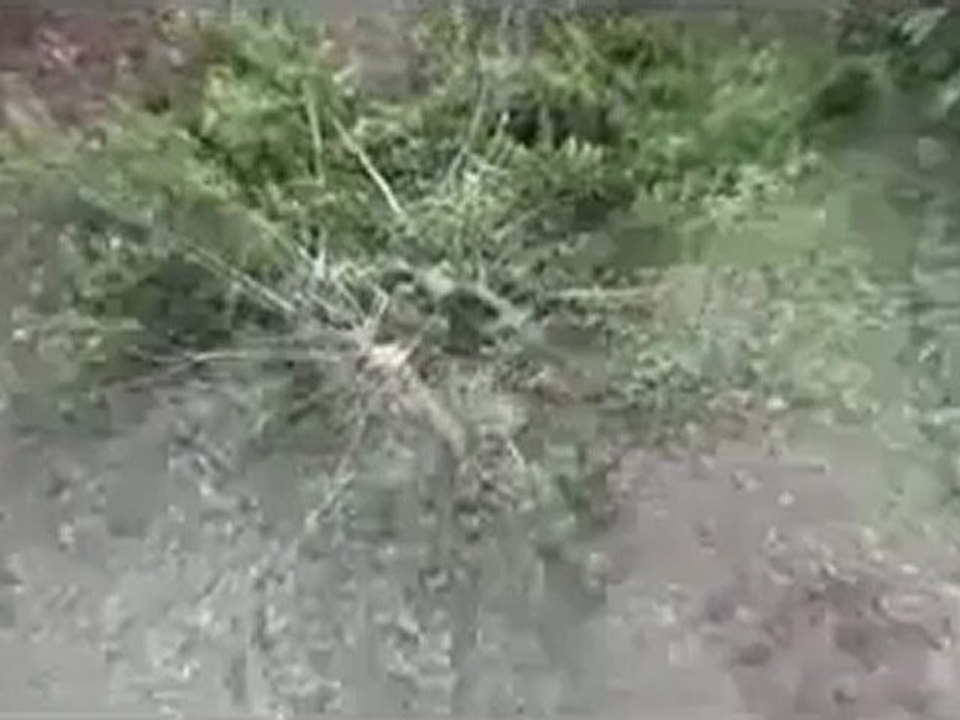 Syria فري برس  حمص قلعة الحصن  اثار القصف المدفعي على المنازل 26 6 2012 ج7 Homs