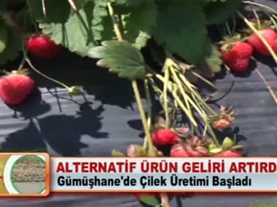 ALTERNATİF ÜRÜN GELİRİ ARTIRDI
