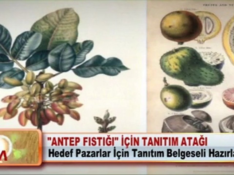 “ANTEP FISTIĞI” İÇİN TANITIM ATAĞI