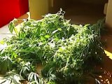 coltiva  orto di marijuana arrestato