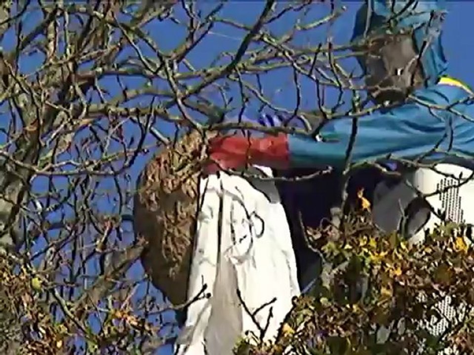 Haro sur les frelons asiatiques ! - TLSV Luçon - www.tlsv.fr