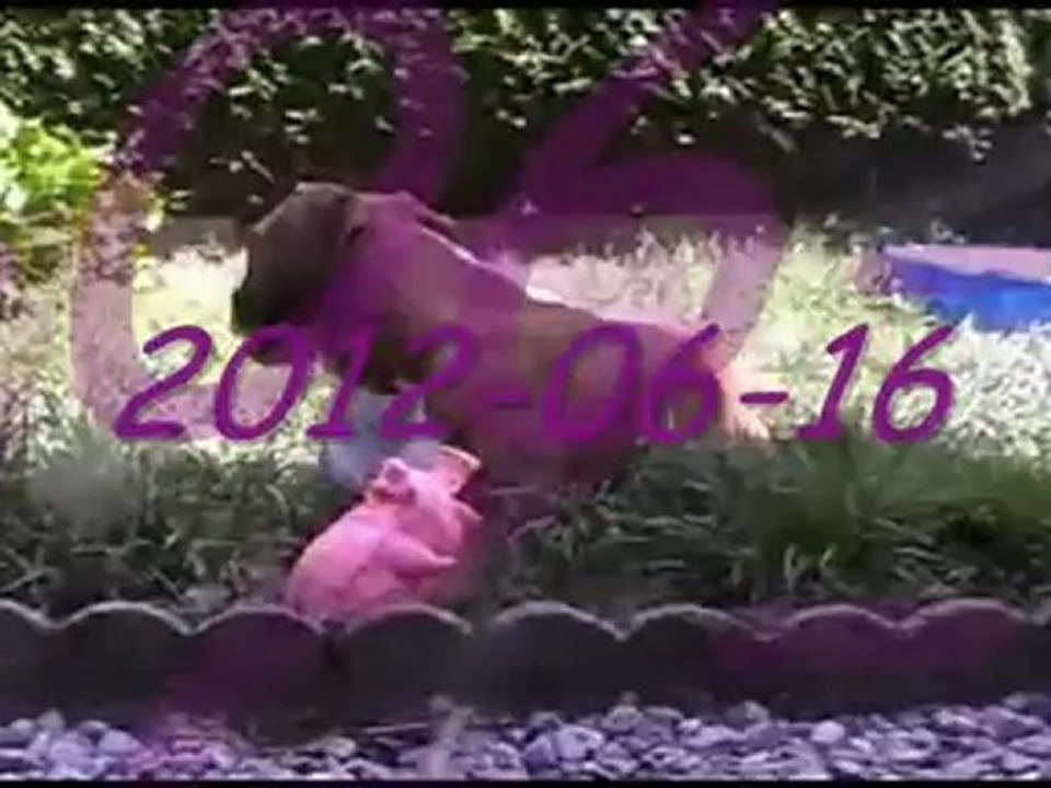 Geisha & Fredou le cochon, 2012-06-16 (CHEYENNE de SAINT QUINIS X UCELLO du DOLON / Portée des "G" 2011)