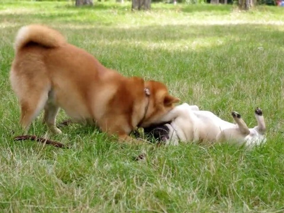 Hercule le Shiba Inu