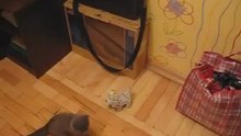 Gato ataca cão robô com um golpe à Karate Kid
