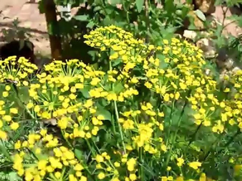 L'évolution du jardin écologique