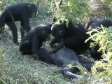 Le corps d'un chimpanzé est présenté à ses congénères.