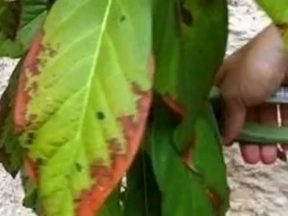 Comment tailler un avocatier