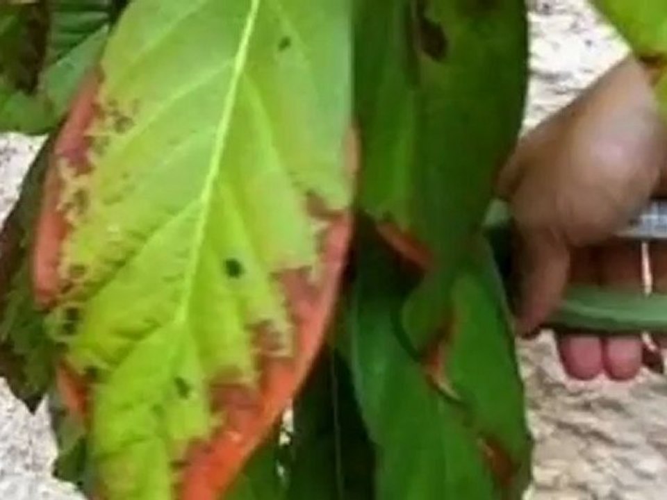 Comment tailler un avocatier