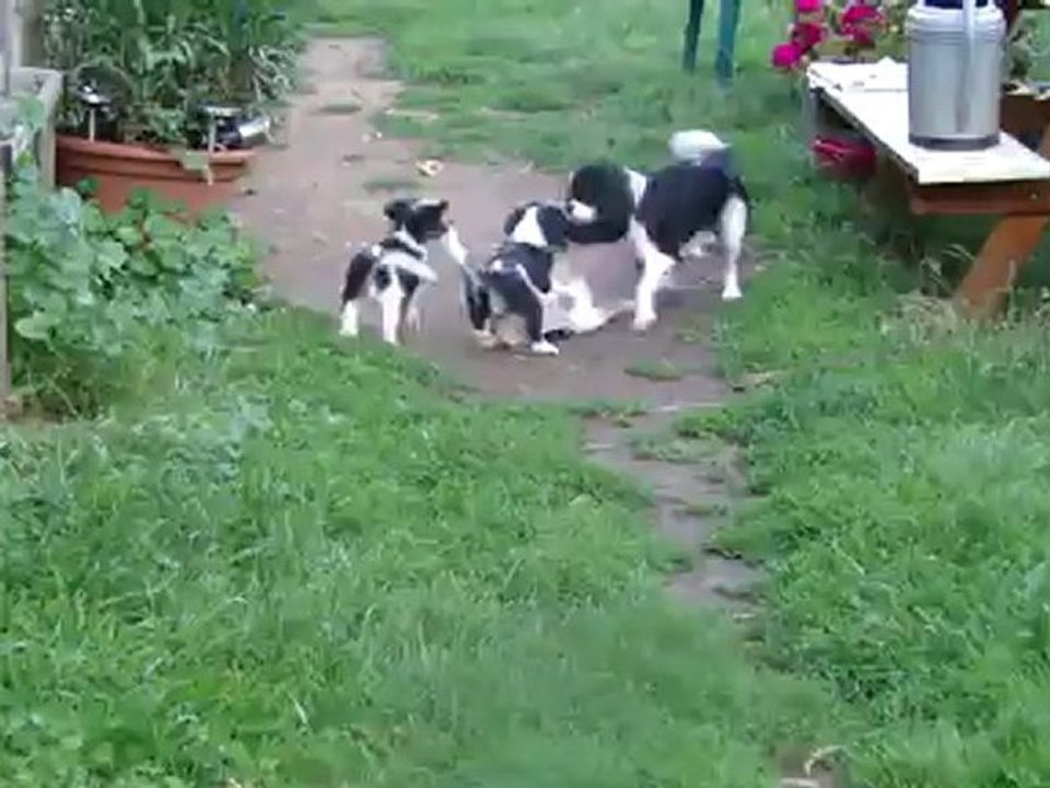 BB cavalier
