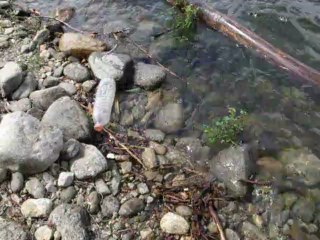 canadair en cours d'ecopage sur le lac de Vinça