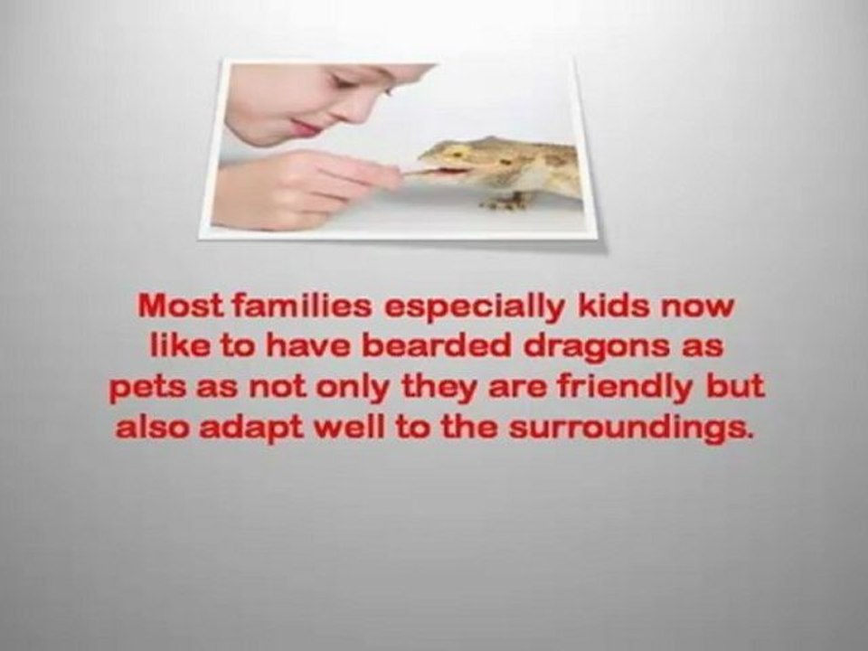 Bearded Dragon Care Tips - Bearded Dragon Pet