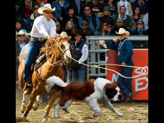 Festival Western St-tite -NOUVEAUTÉ -CHIENS au lasso.wmv
