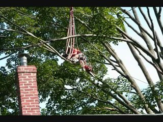 Tree Removal Contractor Company - MA - Haverhill - North Shore