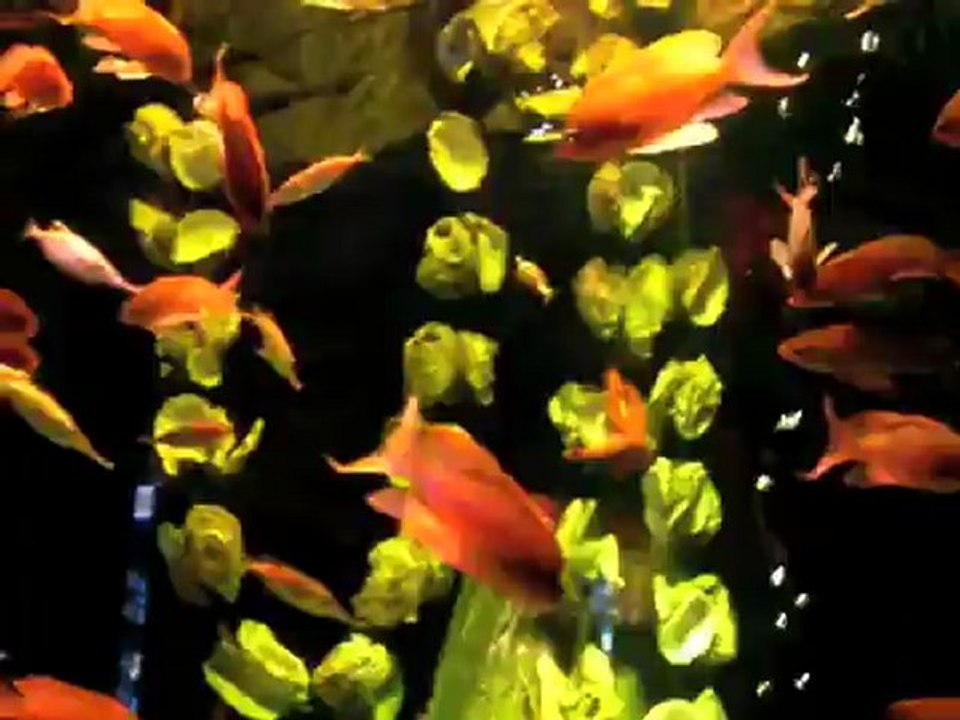 Sea Life München wurde tropisch... (2008)