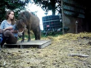 Il me vend du rêve, évolution de mon poulain.