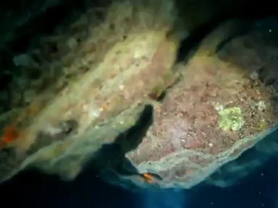 Plongée à Port-Miou