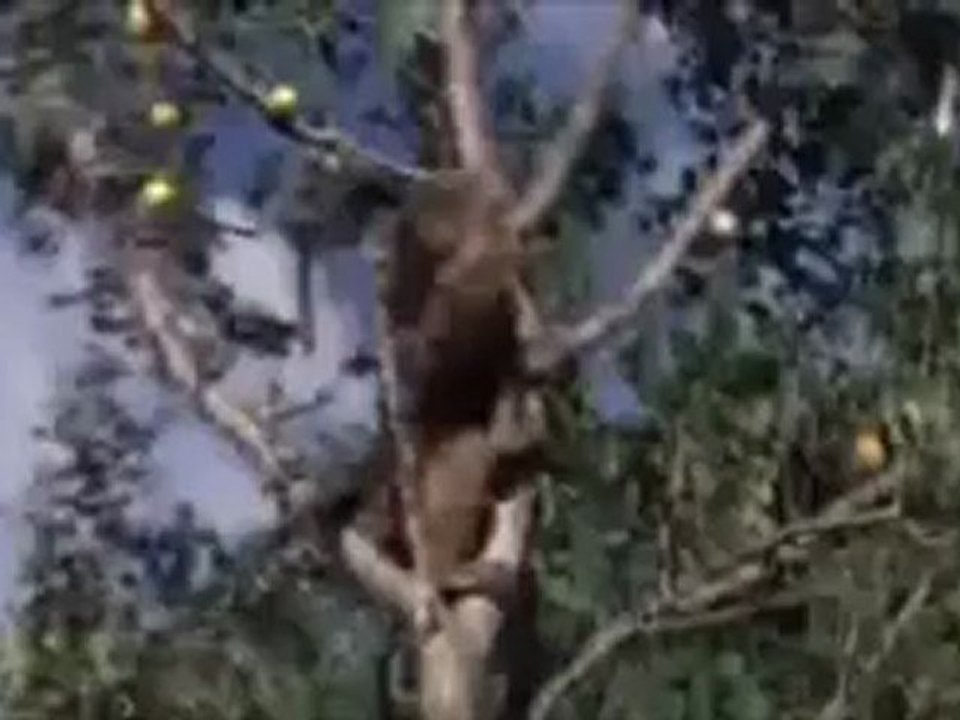 Buda Sarhoş Hayvanlar Alemi