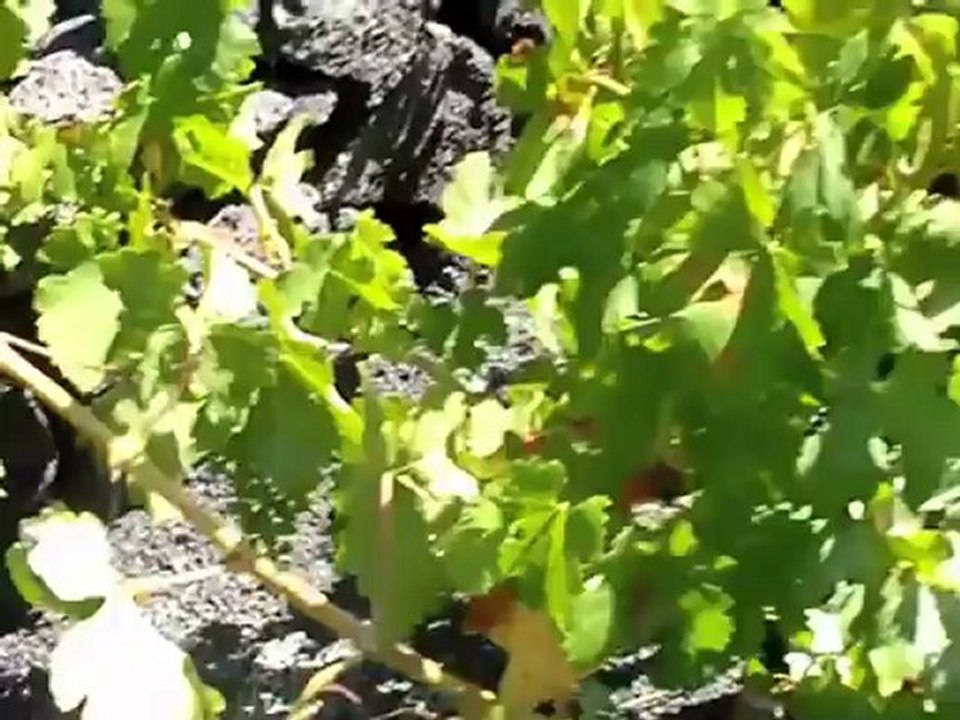 Lanzarote: Bauernmuseum Casa Museo Monumento del Campesino
