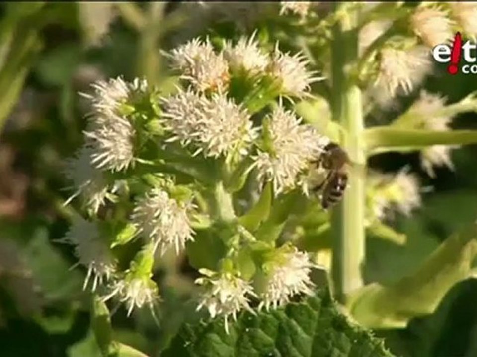 Chiloe. Suiza Le Valais