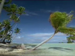 Vidéos courtes – à suivre absolument - Les graines du cocotier