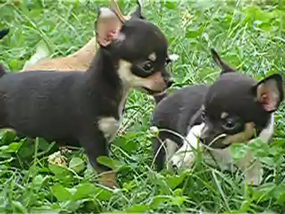 bebes males  chihuahua a coco