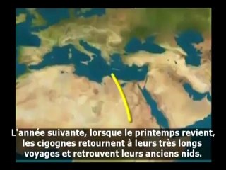 Vidéos courtes – à suivre absolument - Les cigognes migratrices