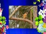 Vidéos courtes – à suivre absolument - Les écureuils mignons