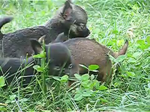 chiots femelles chihuahuas a coco ! toutes minus !