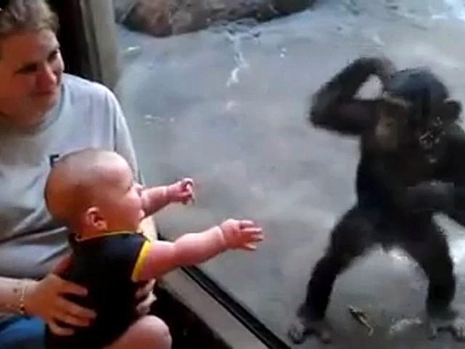 Chimpanzé mostra a bebé como se brinca